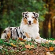Australian Shepherd Dog