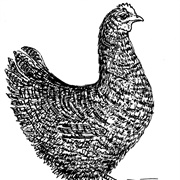 Cluck Old Hen (By Tab)