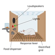 Skinner Box Experiment
