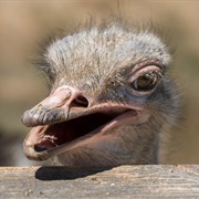 Ostrichland, Buellton CA