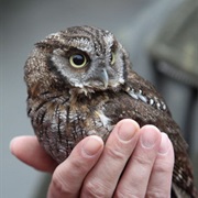 Hold an Owl