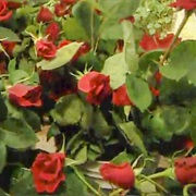 S3.E8: Fresh Cut Flowers/Adhesive Tape/Tofu/Lottery Tickets