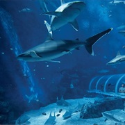 Singapore Oceanarium