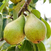 Washington Pears