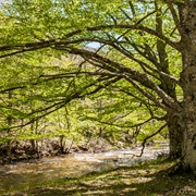Sierra Del Rincón Biosphere Reserve, Spain