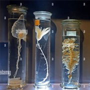 Collect Wet or Dry Specimens
