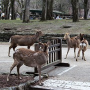 Nara Park, Nara