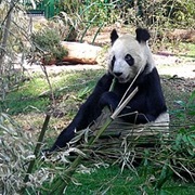Chapultepec Zoo (Mexico City)