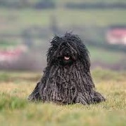 Puli Dog