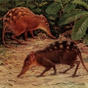 Stuhlmann's Sengi