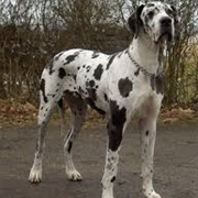 Great Dane