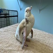 Albino Penguin
