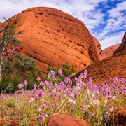 Uluru-Kata Tjuta  National Park, Australia