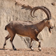 Nubian Ibex