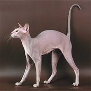 Peterbald Cat