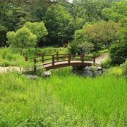 Gwangneung Forest (Korea National Arboretum), South Korea