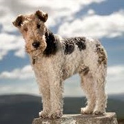 Wire Fox Terrier