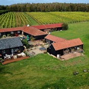 Dedham Vale Vineyard