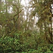 Las Yungas Biosphere Reserve, Argentina