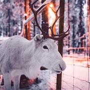 Santa's Pets Tallitontun Piha Santa Claus Village, Rovaniemi