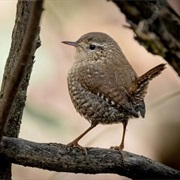 Wren