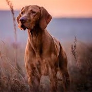 Vizsla