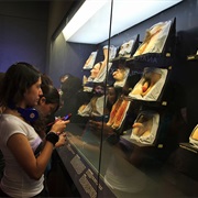 Museum of Pathological Anatomy, Mexico City