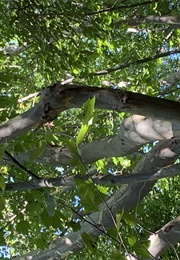 Play Dead (Peter Dickinson)