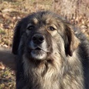 Carpathian Sheepdog