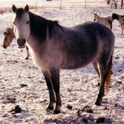 Canadian Rustic Pony
