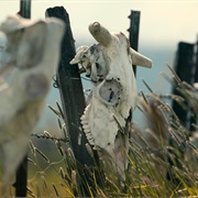 S5.E3: Mysterious Mutilations