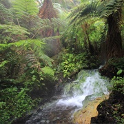 Cibodas Biosphere Reserve, Indonesia