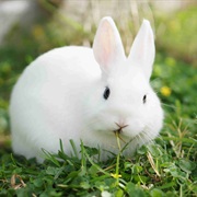 Owned a Rabbit