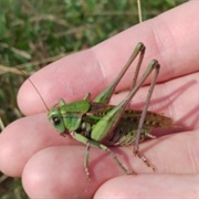 Grasshopper Catching
