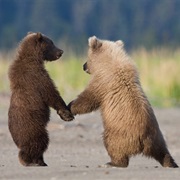 Grizzly Cubs
