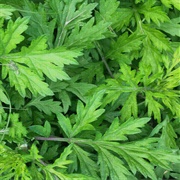 Korean Mugwort