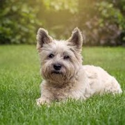 Cairn Terrier
