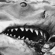Jaws
