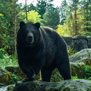 Ziarat Juniper Forest Biosphere Reserve, Pakistan