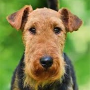 Welsh Terrier Dog