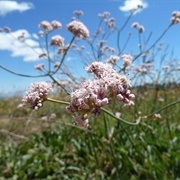 Tall Buckwheat