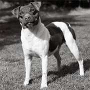 Brazilian Terrier Dog