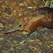 Chequered Sengi