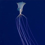 Bigfin Squid