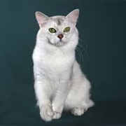 Burmilla Cat