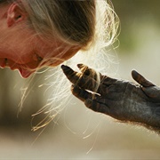 Jane Goodall and Chimpanzee (Michael "Nick" Nichols)