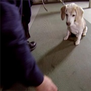 S3.E2: Is There a Superior Race?