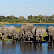 Linyanti Wildlife Reserve, Botswana