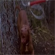 Law & Order: "Who Let the Dogs Out?" (S12,E1)