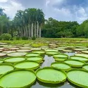 Xishuangbanna Tropical Botanical Garden